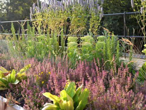 Plant bed with herbs on a roof